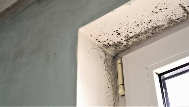 Best Black Mold Removal  in USA